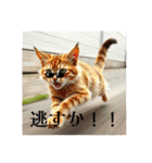 猫ちゃん、色々（日常その他）（個別スタンプ：3）