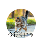 猫ちゃん、色々（日常その他）（個別スタンプ：4）