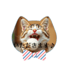 猫ちゃん、色々（日常その他）（個別スタンプ：5）