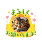 猫ちゃん、色々（日常その他）（個別スタンプ：8）