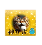 猫ちゃん、色々（日常その他）（個別スタンプ：10）