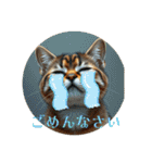 猫ちゃん、色々（日常その他）（個別スタンプ：15）