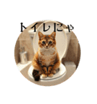 猫ちゃん、色々（日常その他）（個別スタンプ：16）