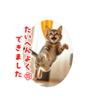 猫ちゃん、色々（日常その他）（個別スタンプ：23）