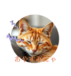 猫ちゃん、色々（日常その他）（個別スタンプ：26）
