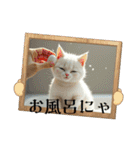 猫ちゃん、色々（日常その他）（個別スタンプ：31）