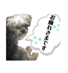 ミックス犬☆山本ララ（個別スタンプ：2）