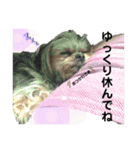 ミックス犬☆山本ララ（個別スタンプ：4）