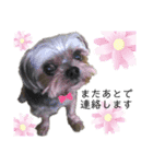 ミックス犬☆山本ララ（個別スタンプ：7）
