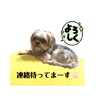 ミックス犬☆山本ララ（個別スタンプ：8）