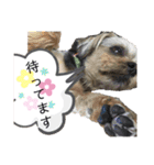 ミックス犬☆山本ララ（個別スタンプ：9）
