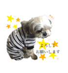 ミックス犬☆山本ララ（個別スタンプ：10）