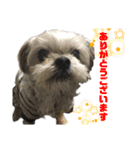 ミックス犬☆山本ララ（個別スタンプ：12）