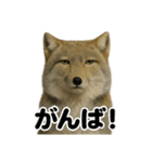 無表情！チベットスナギツネの応援スタンプ（個別スタンプ：1）