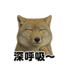 無表情！チベットスナギツネの応援スタンプ（個別スタンプ：2）