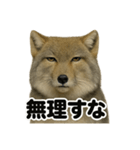 無表情！チベットスナギツネの応援スタンプ（個別スタンプ：5）