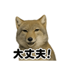 無表情！チベットスナギツネの応援スタンプ（個別スタンプ：6）