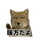 無表情！チベットスナギツネの応援スタンプ（個別スタンプ：7）