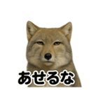 無表情！チベットスナギツネの応援スタンプ（個別スタンプ：8）
