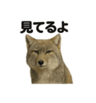 無表情！チベットスナギツネの応援スタンプ（個別スタンプ：11）