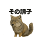 無表情！チベットスナギツネの応援スタンプ（個別スタンプ：12）