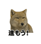 無表情！チベットスナギツネの応援スタンプ（個別スタンプ：16）