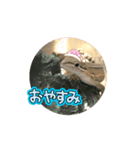 カナヘビのクリームちゃん♡（個別スタンプ：2）