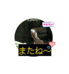 カナヘビのクリームちゃん♡（個別スタンプ：8）