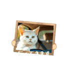 白猫家族の日常。（個別スタンプ：3）
