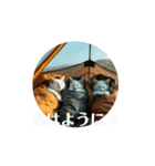 白猫家族の日常。（個別スタンプ：7）