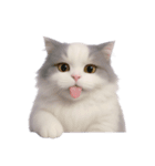 ふわふわラグドール猫（NT）（個別スタンプ：4）