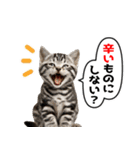 辛いものが好きなねこ（個別スタンプ：1）
