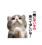 辛いものが好きなねこ（個別スタンプ：2）