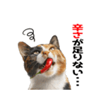 辛いものが好きなねこ（個別スタンプ：4）
