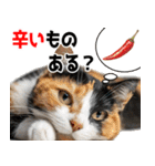 辛いものが好きなねこ（個別スタンプ：6）