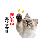 辛いものが好きなねこ（個別スタンプ：7）