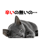 辛いものが好きなねこ（個別スタンプ：8）