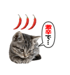 辛いものが好きなねこ（個別スタンプ：10）