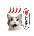 辛いものが好きなねこ（個別スタンプ：11）