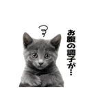 辛いものが好きなねこ（個別スタンプ：16）