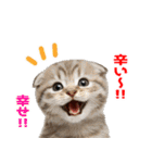 辛いものが好きなねこ（個別スタンプ：18）