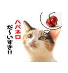 辛いものが好きなねこ（個別スタンプ：29）