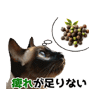 辛いものが好きなねこ（個別スタンプ：30）