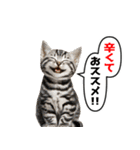 辛いものが好きなねこ（個別スタンプ：31）