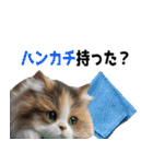 辛いものが好きなねこ（個別スタンプ：37）
