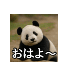 のんびりな脱力パンダ（個別スタンプ：1）