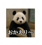 のんびりな脱力パンダ（個別スタンプ：3）
