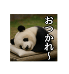 のんびりな脱力パンダ（個別スタンプ：4）