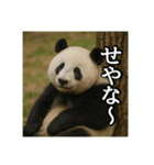のんびりな脱力パンダ（個別スタンプ：12）