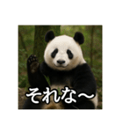 のんびりな脱力パンダ（個別スタンプ：13）